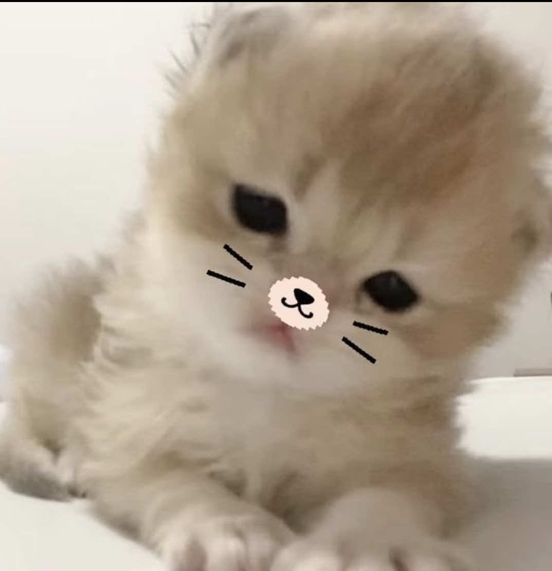 @овечка🪽