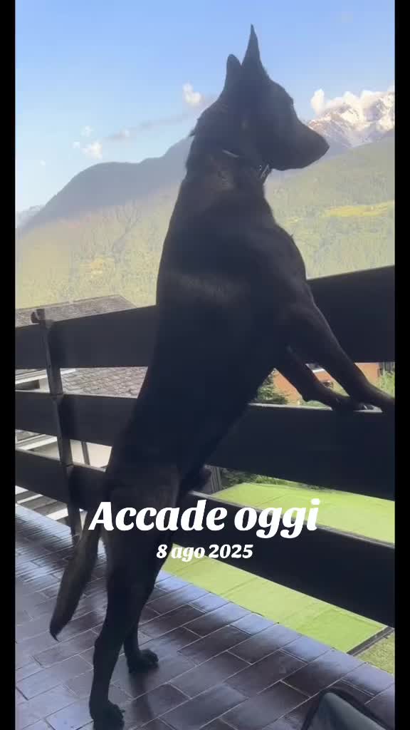 @ULLR&HEL Malinois