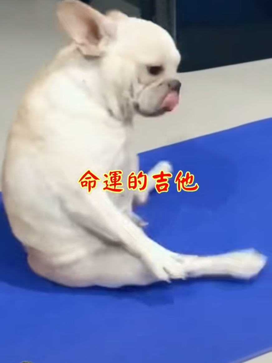@雞不叫也天亮