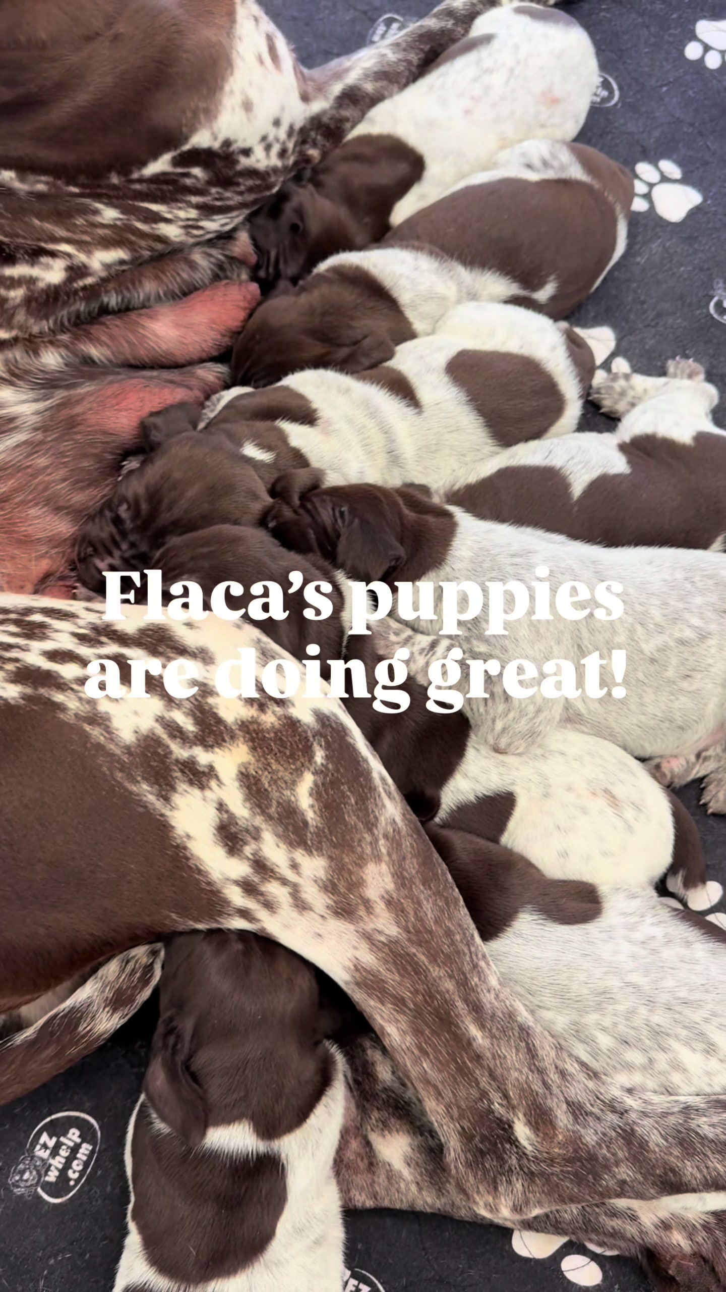@heritagegspkennels