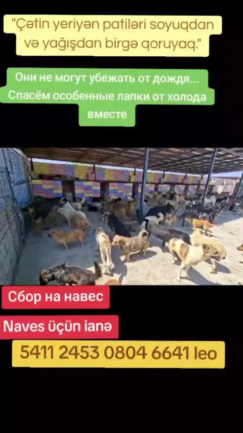 @Sahibsiz heyvanlara dəstək