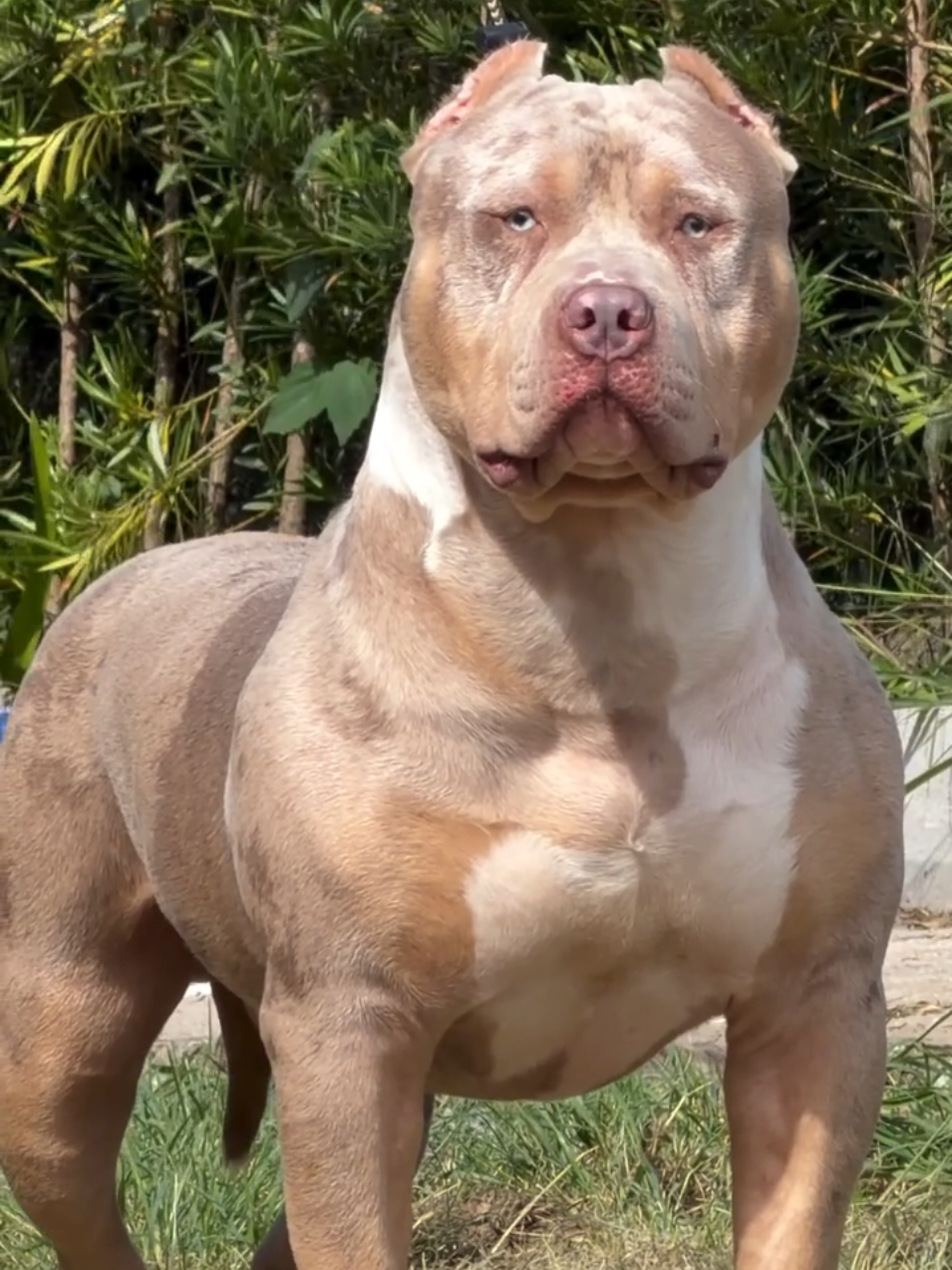 @K9 DZ