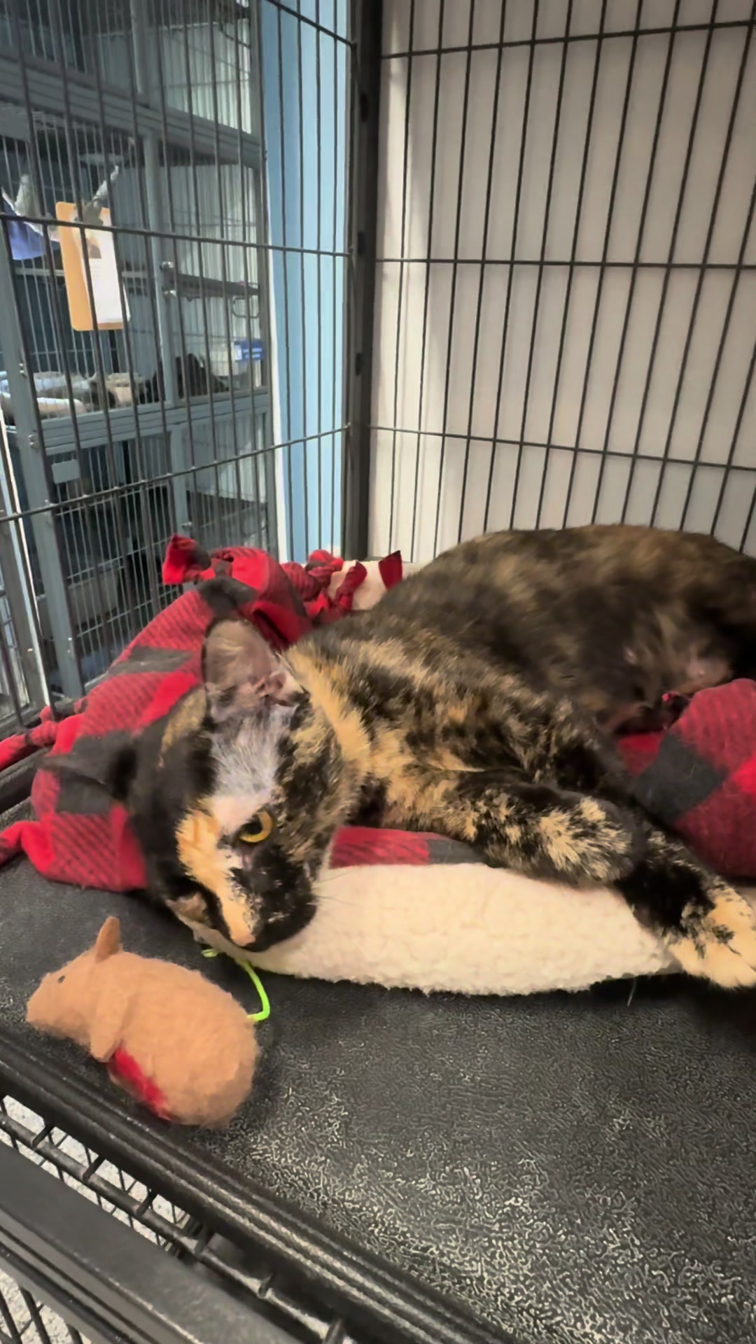 @AbandonedAnimalRescue