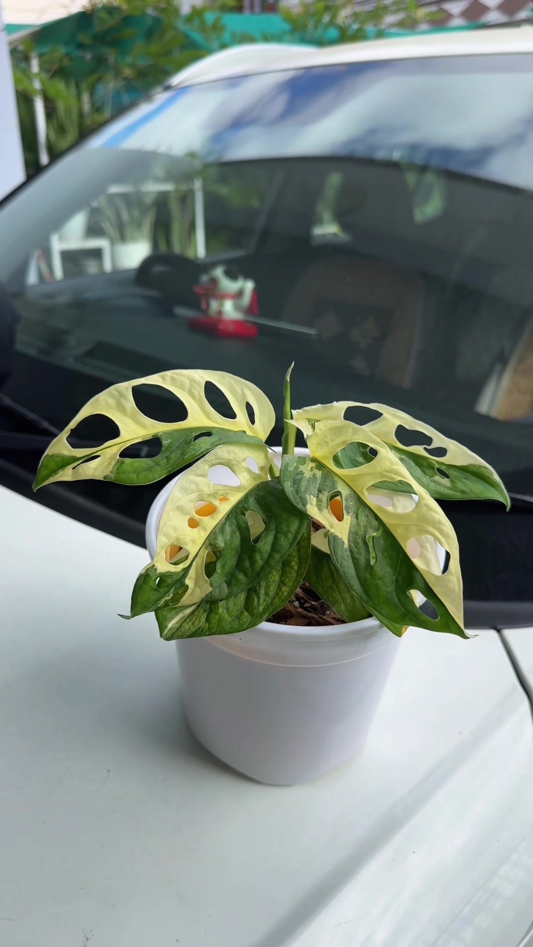 @Plantlife50