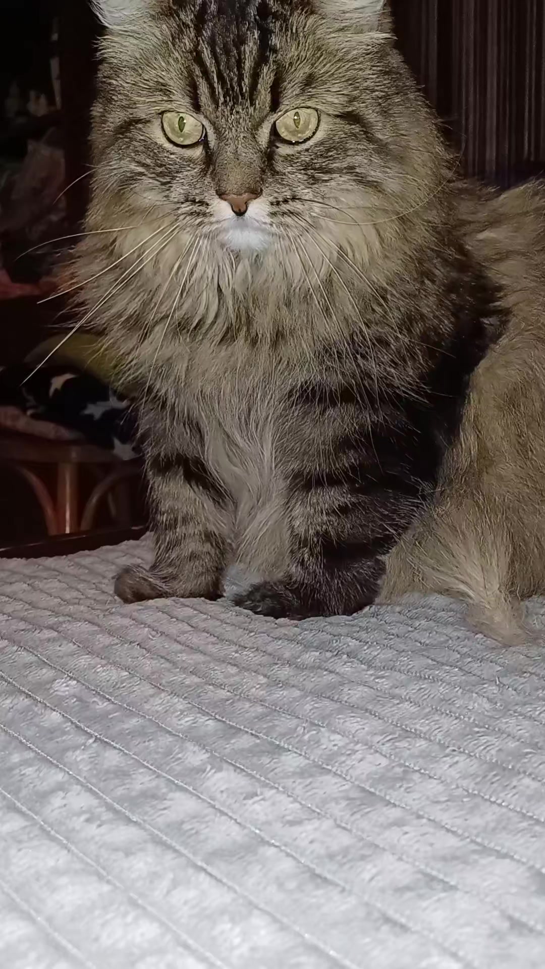@cat_bayun_