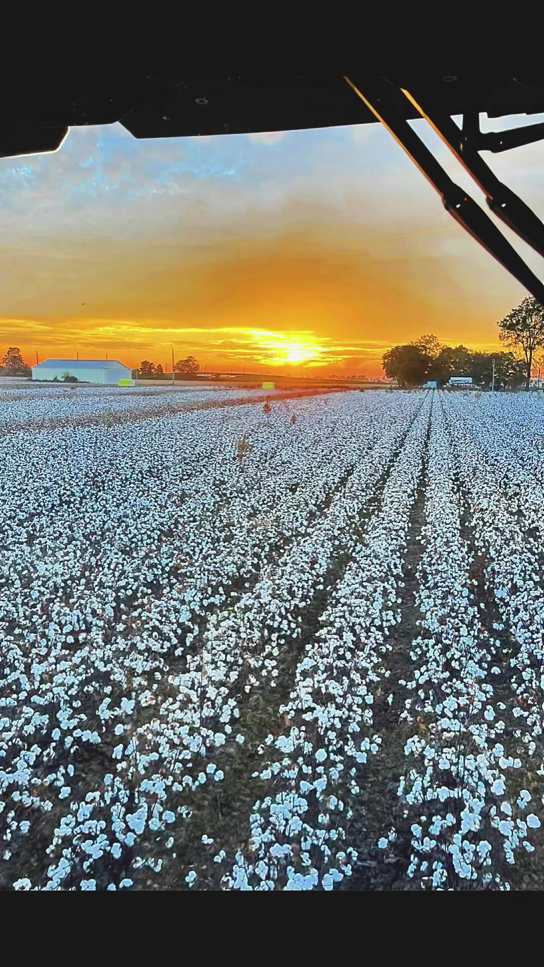 @PTCOTTON