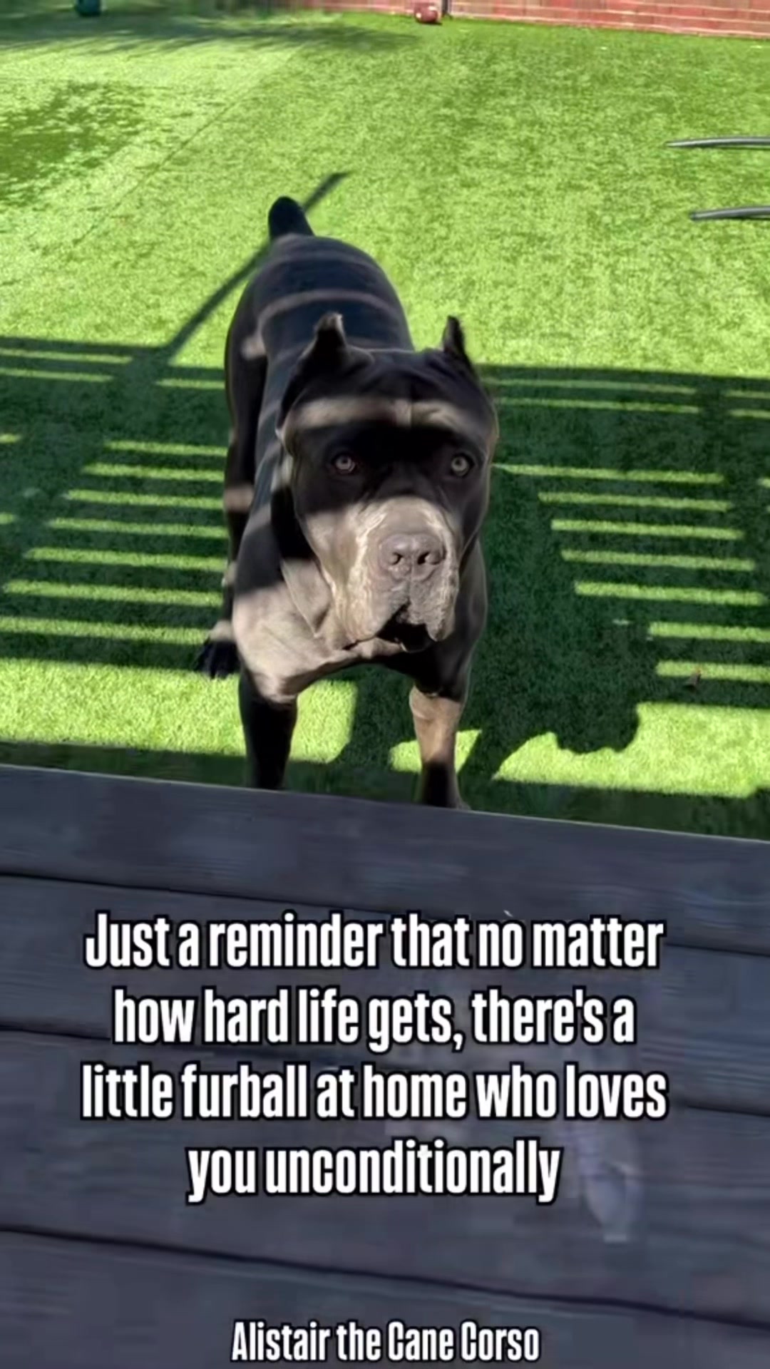 @Alistair the Cane Corso