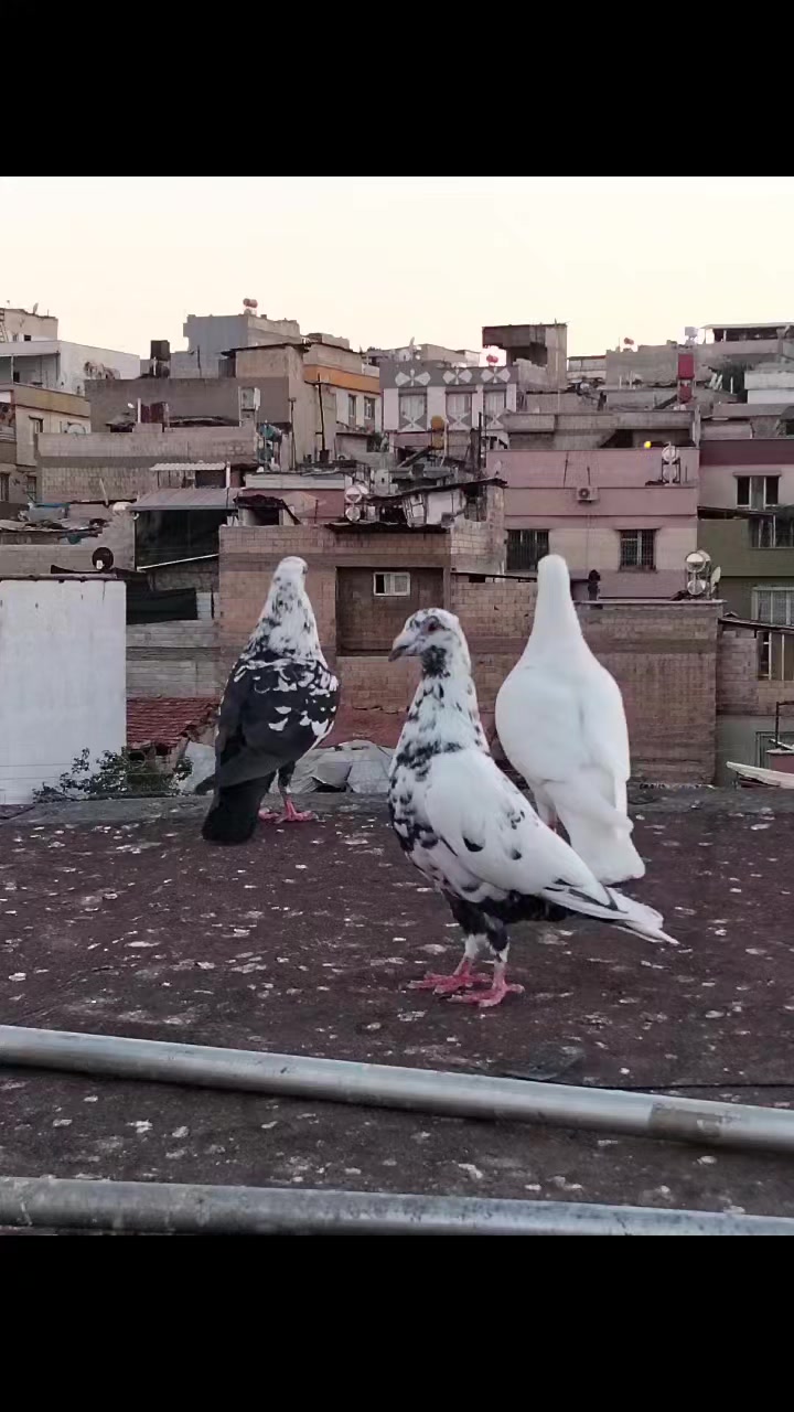 @Ertuğrul&Alparslan(Doktor)
