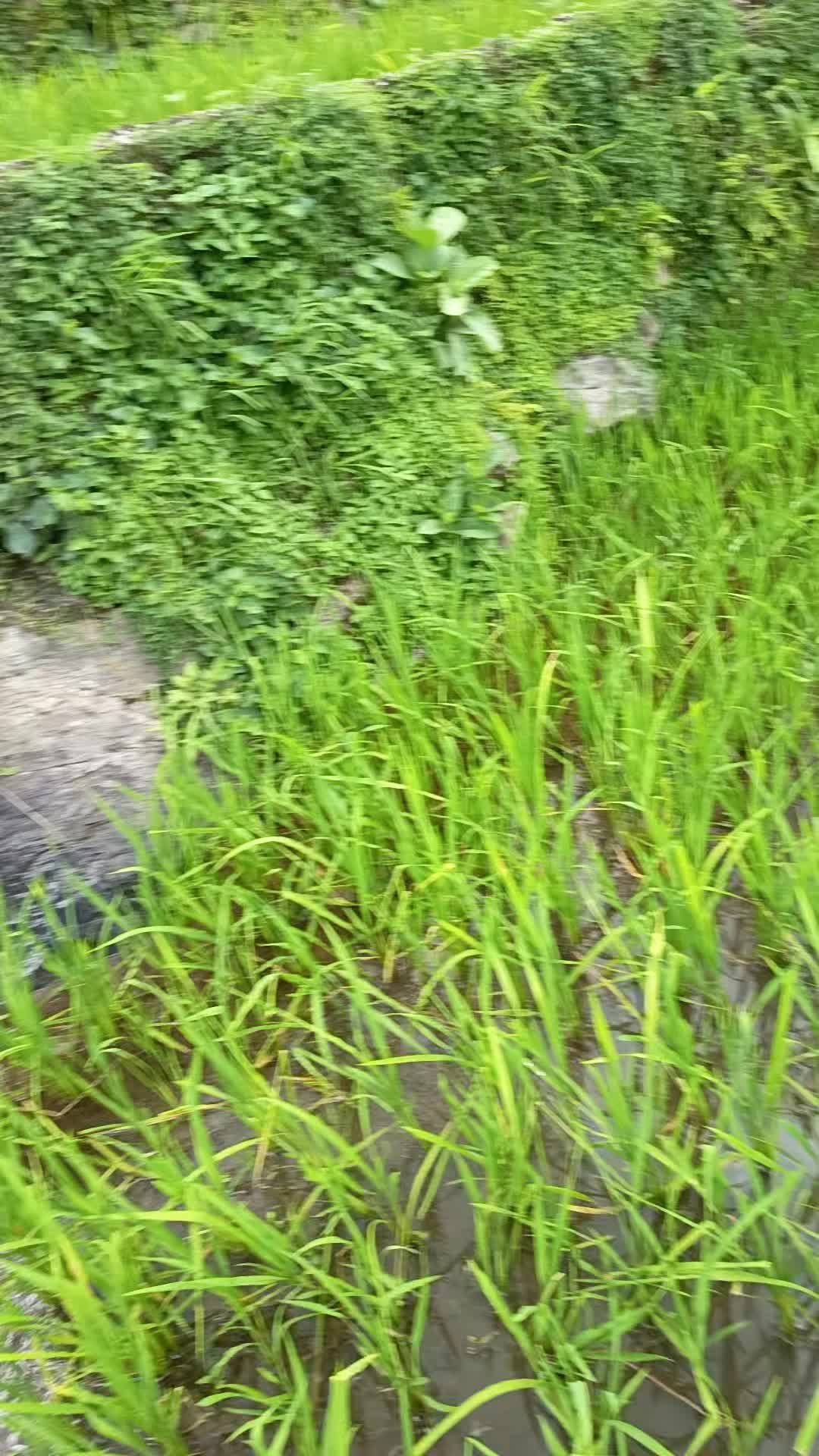 @수마너