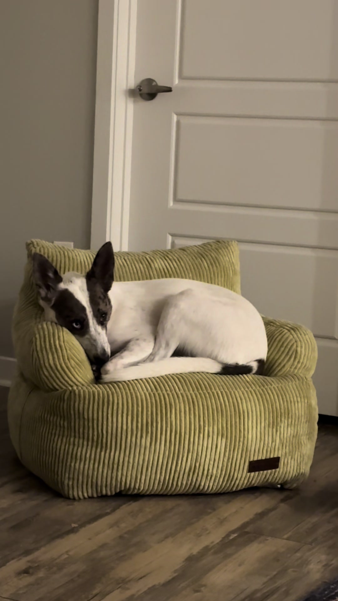 @tiffanysdiamonddogs