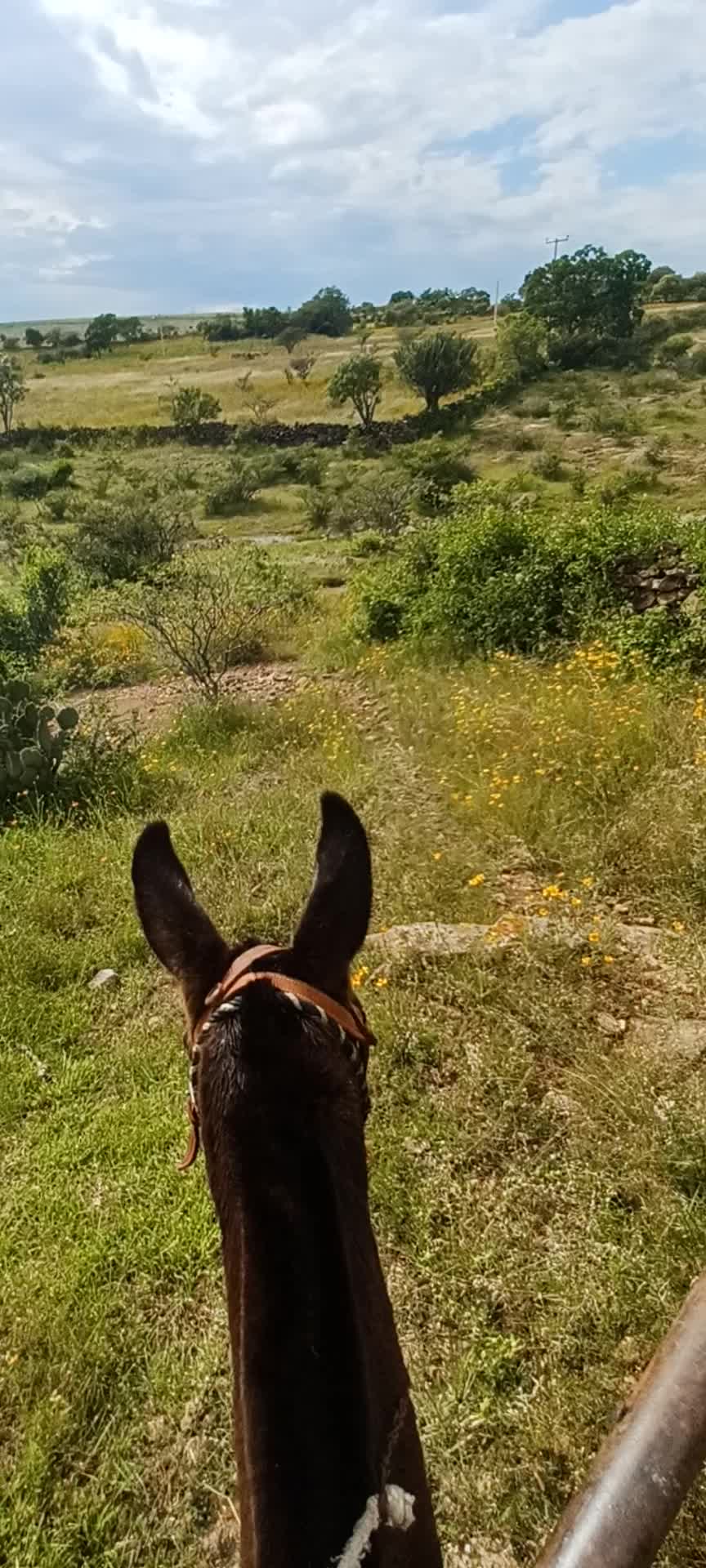 @El zurdo🌵🐴