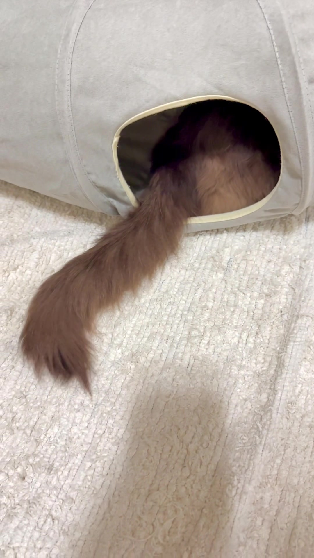 @Lorenzo the cat