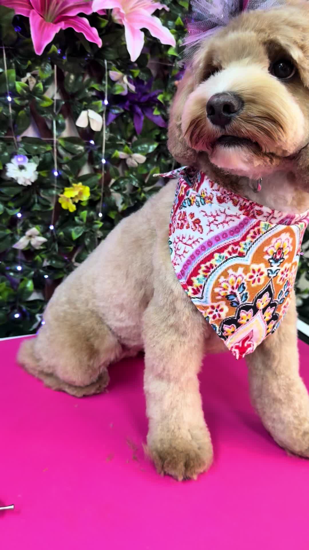 @fusionpetstylez