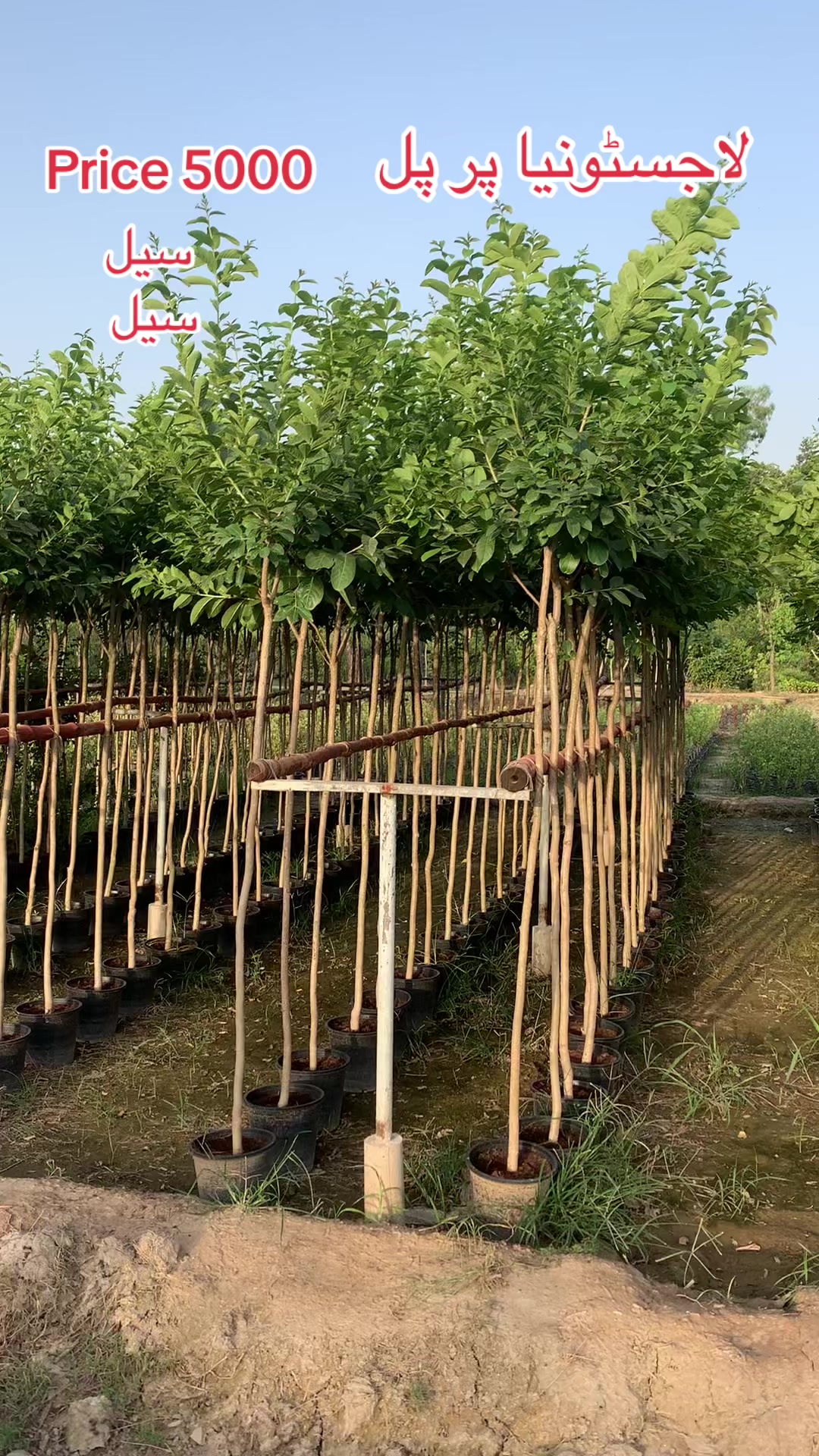 @روز پلانٹ نرسر ی فارم پتوکی