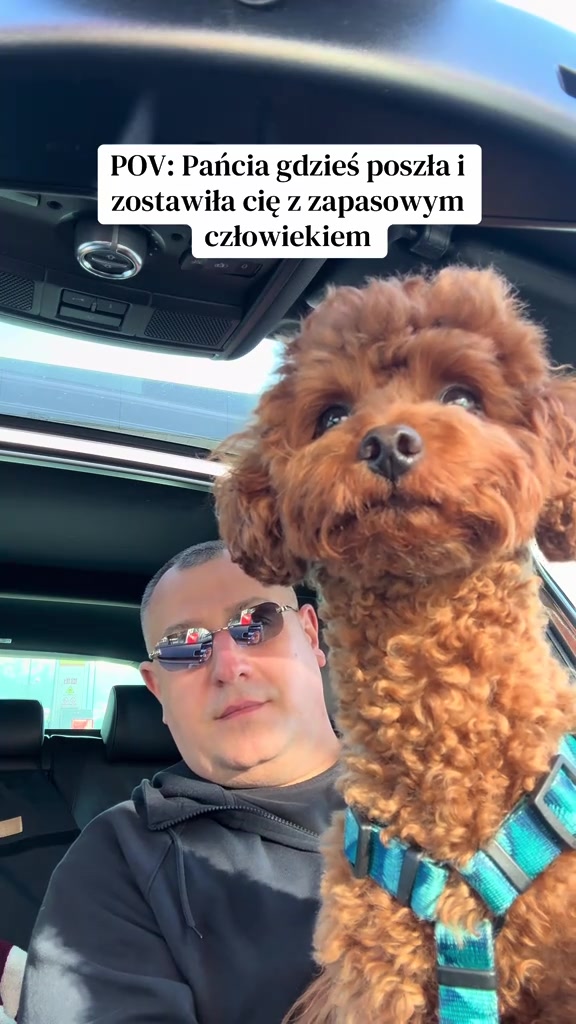 @Benni 🐾 IG: benni_toypoodle
