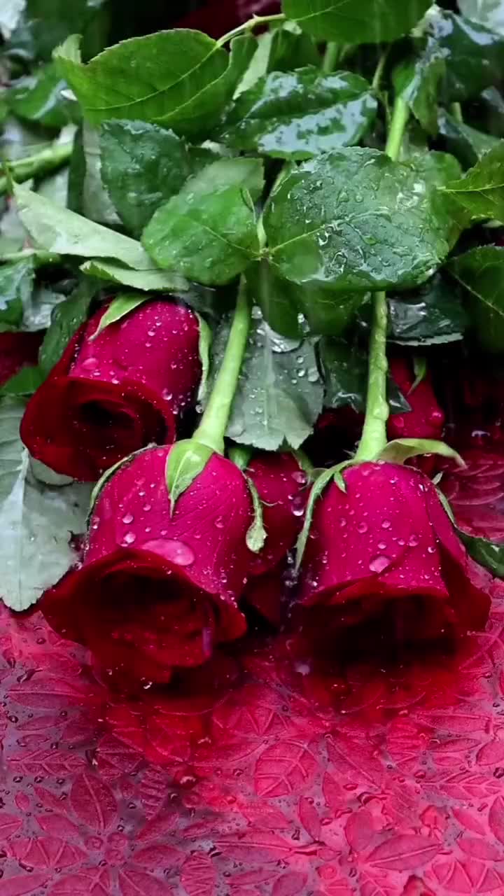 @🌼🎗️3͢5͢ G͢&uuml;v͢e͢n͢l͢i͢k͢🇹🇷