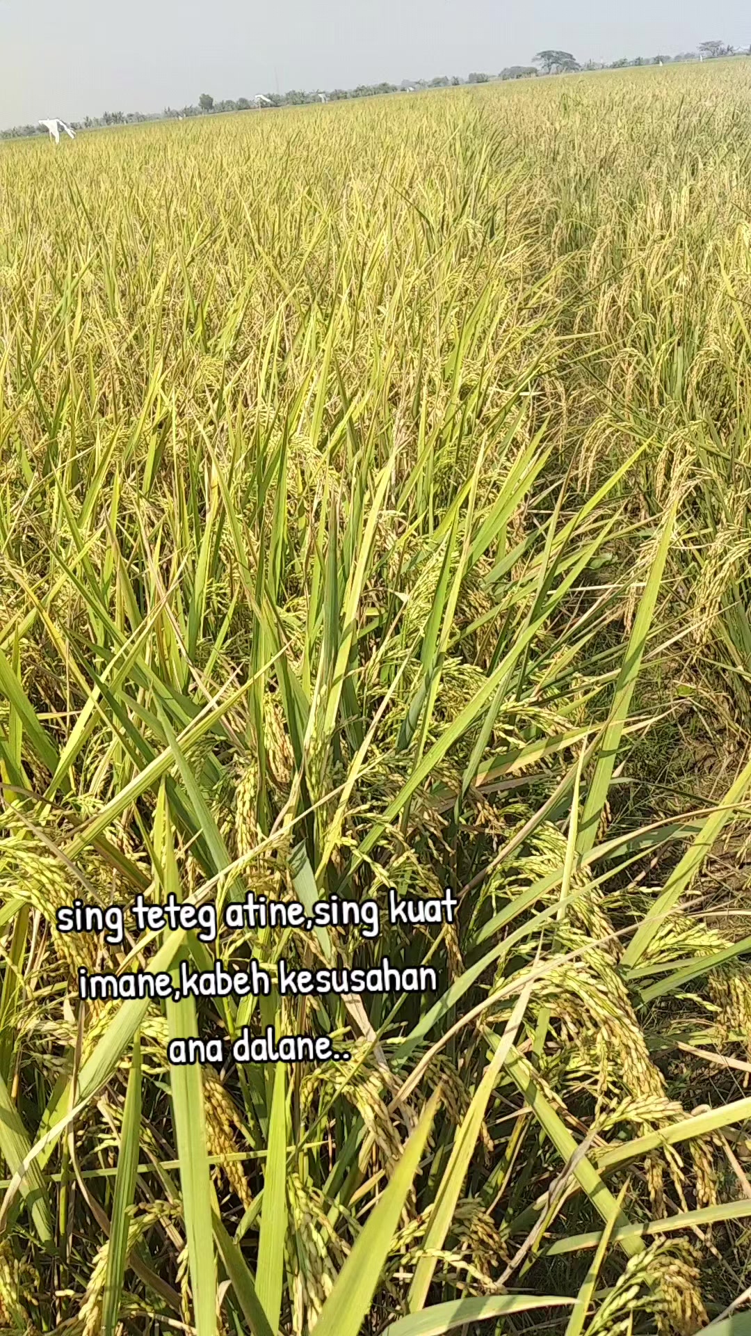 @"Rhindumu"