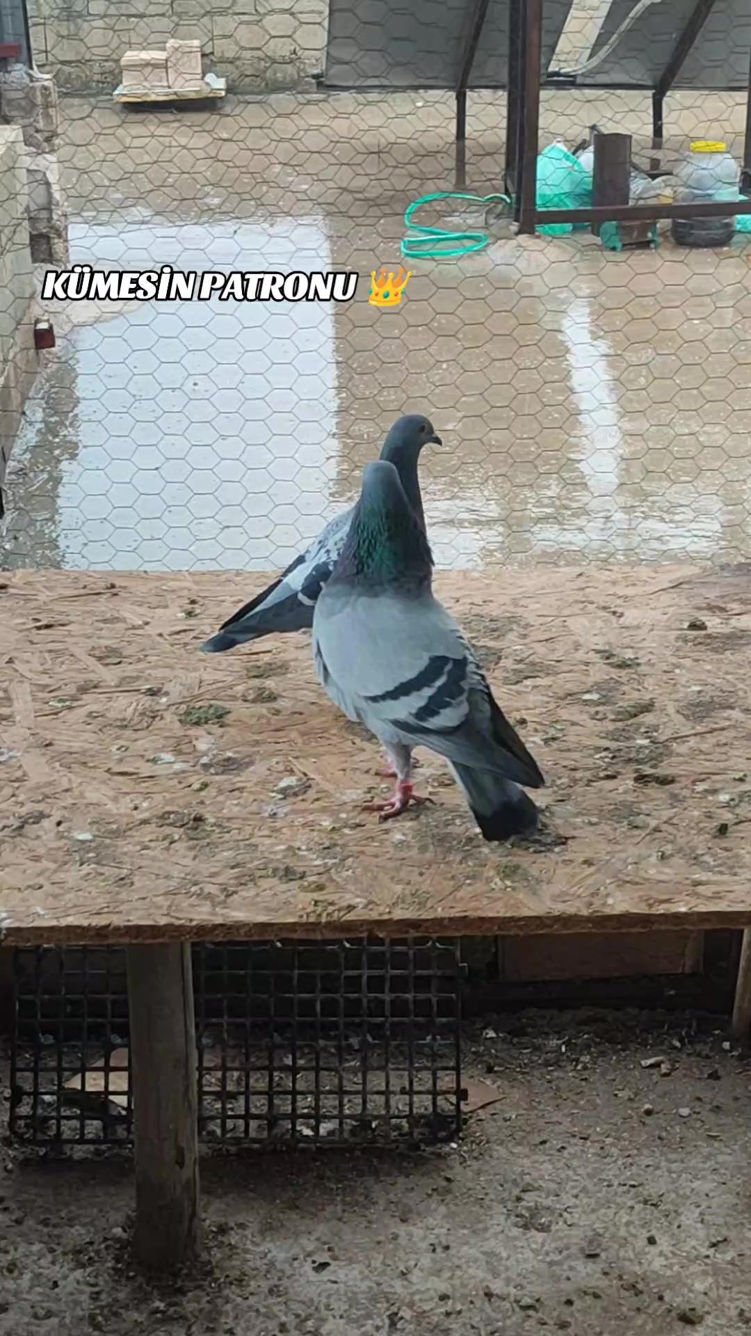 @MEHMET ÇOBAN ( PEŞTO )