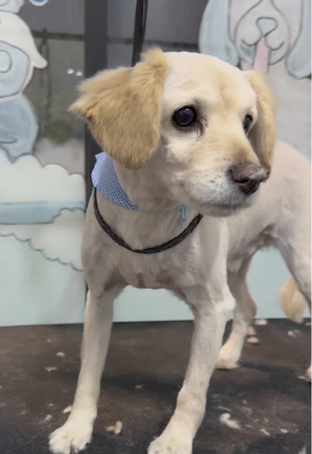 @HeyCosmopaws!