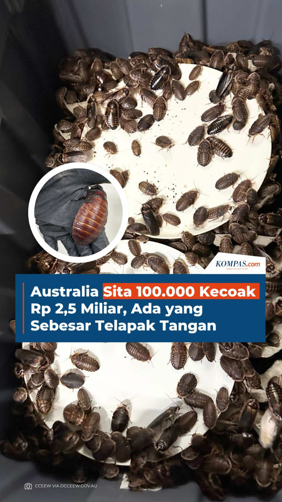 @Kompas.com