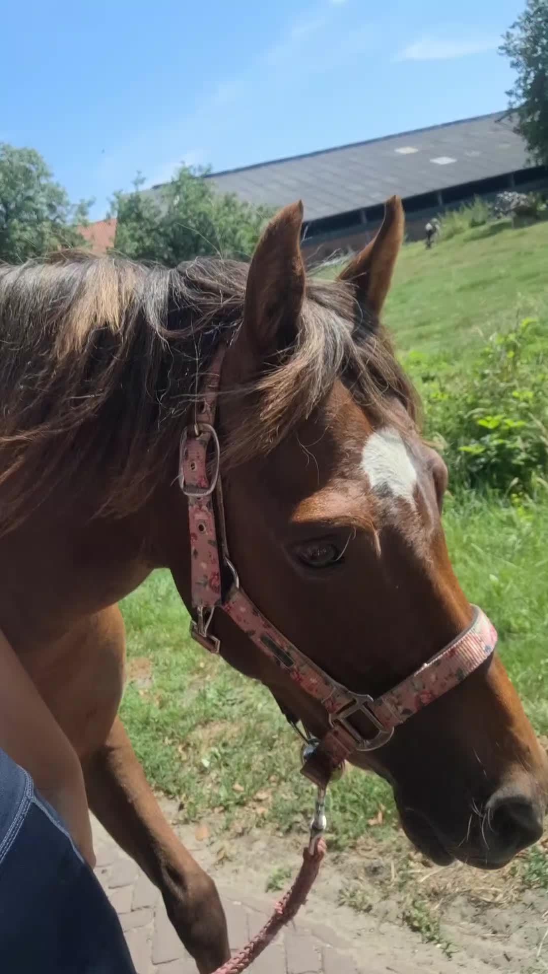 @horses.by.Britt:)