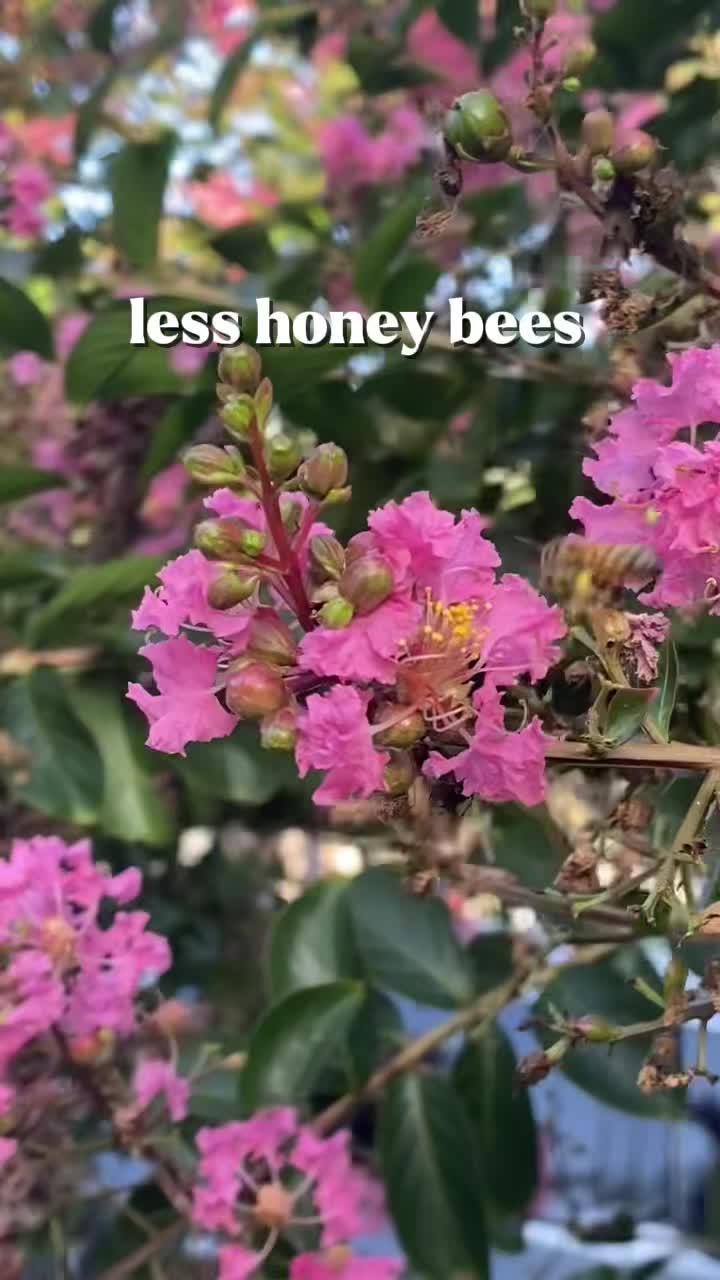 @que3nBeans_plants