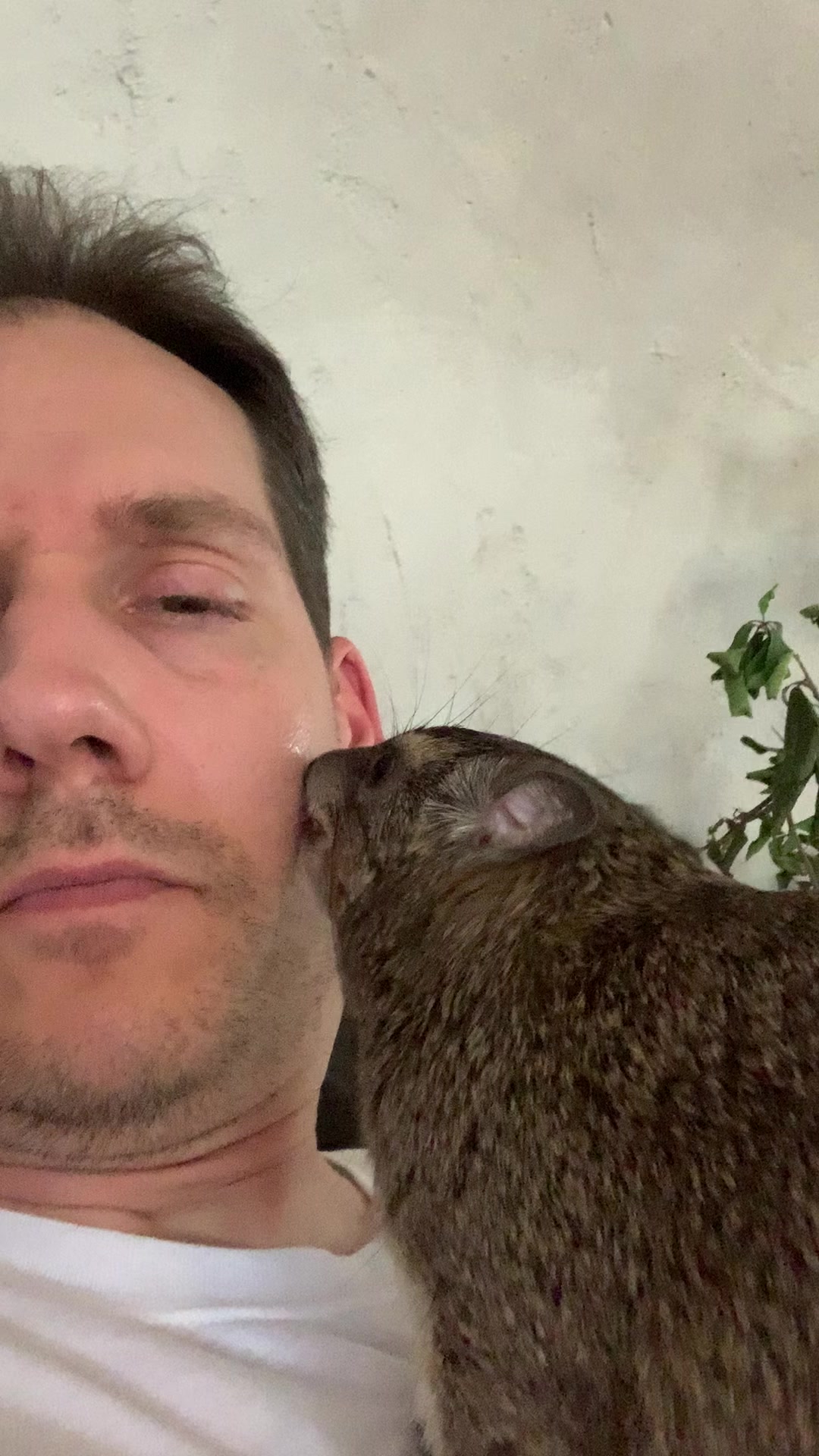 @squiggythehyrax