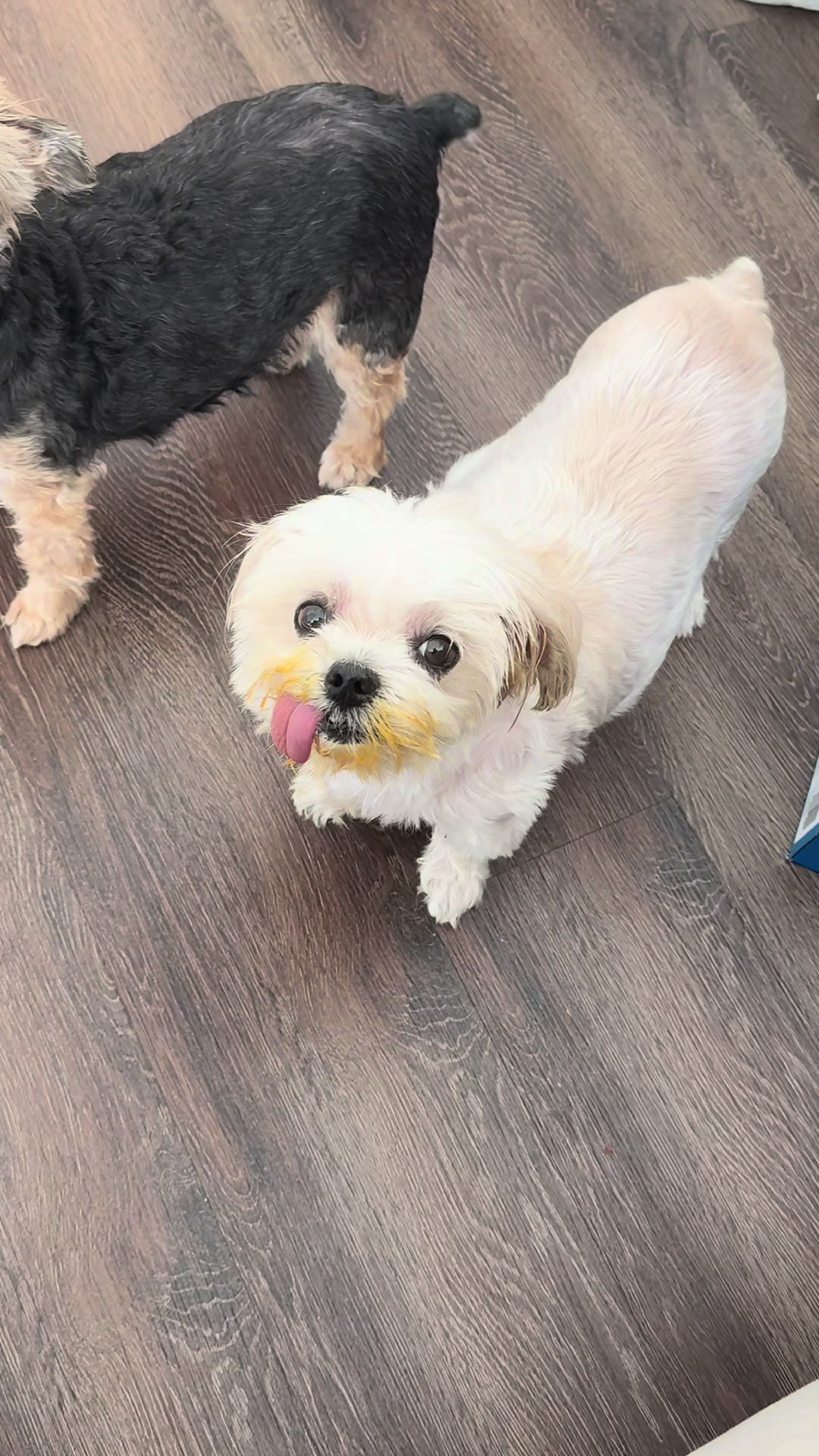 @My_4_Yorkies