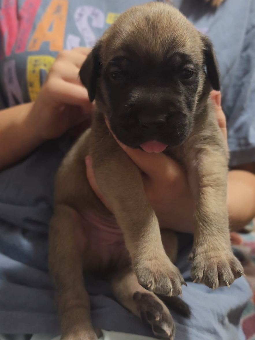 @Big Paw Mastiffs