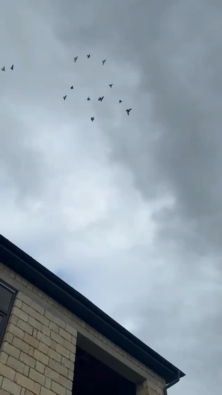 @lənkəran_Quş.Bazı🕊️