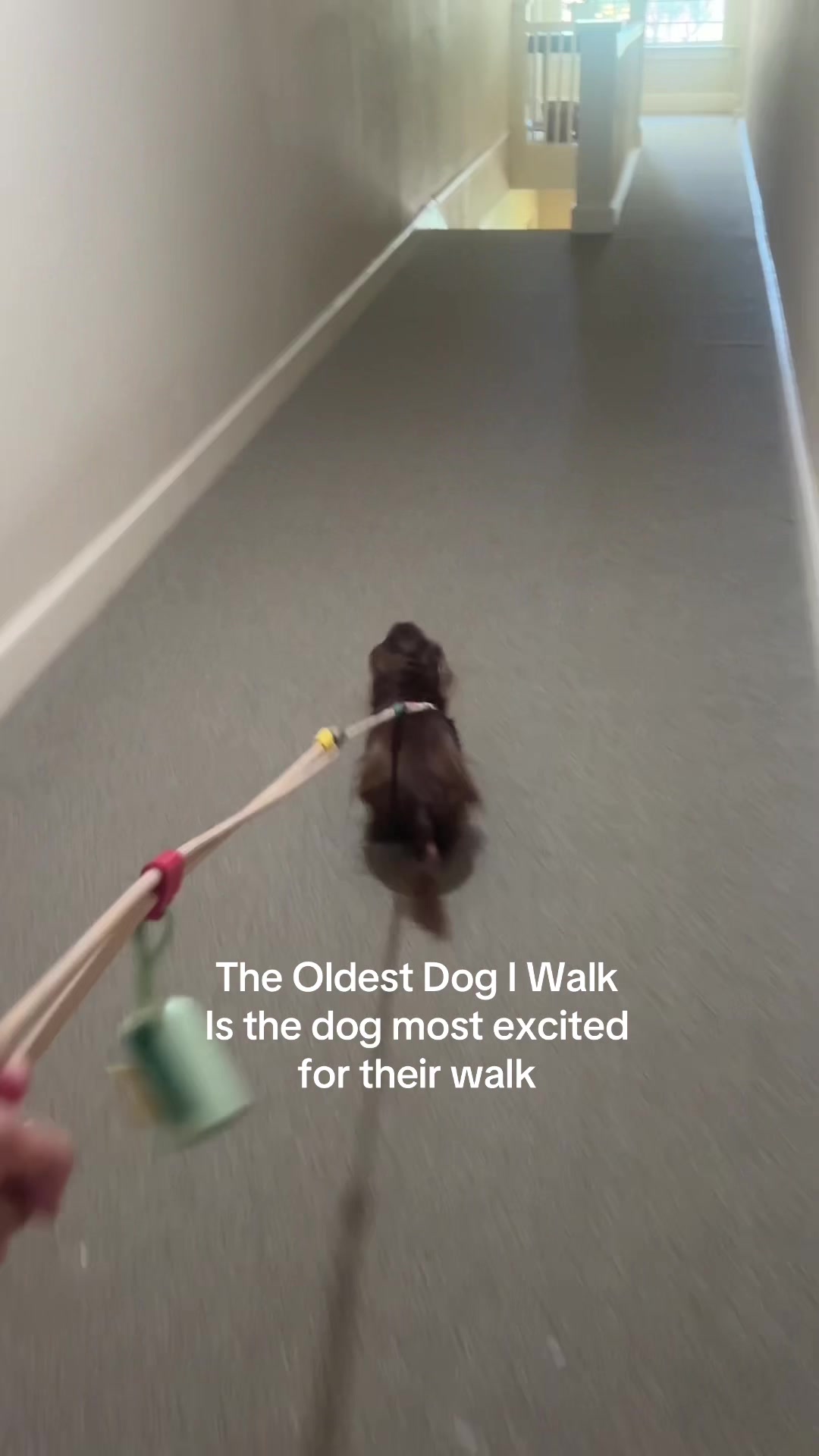 @dallasdogwalker