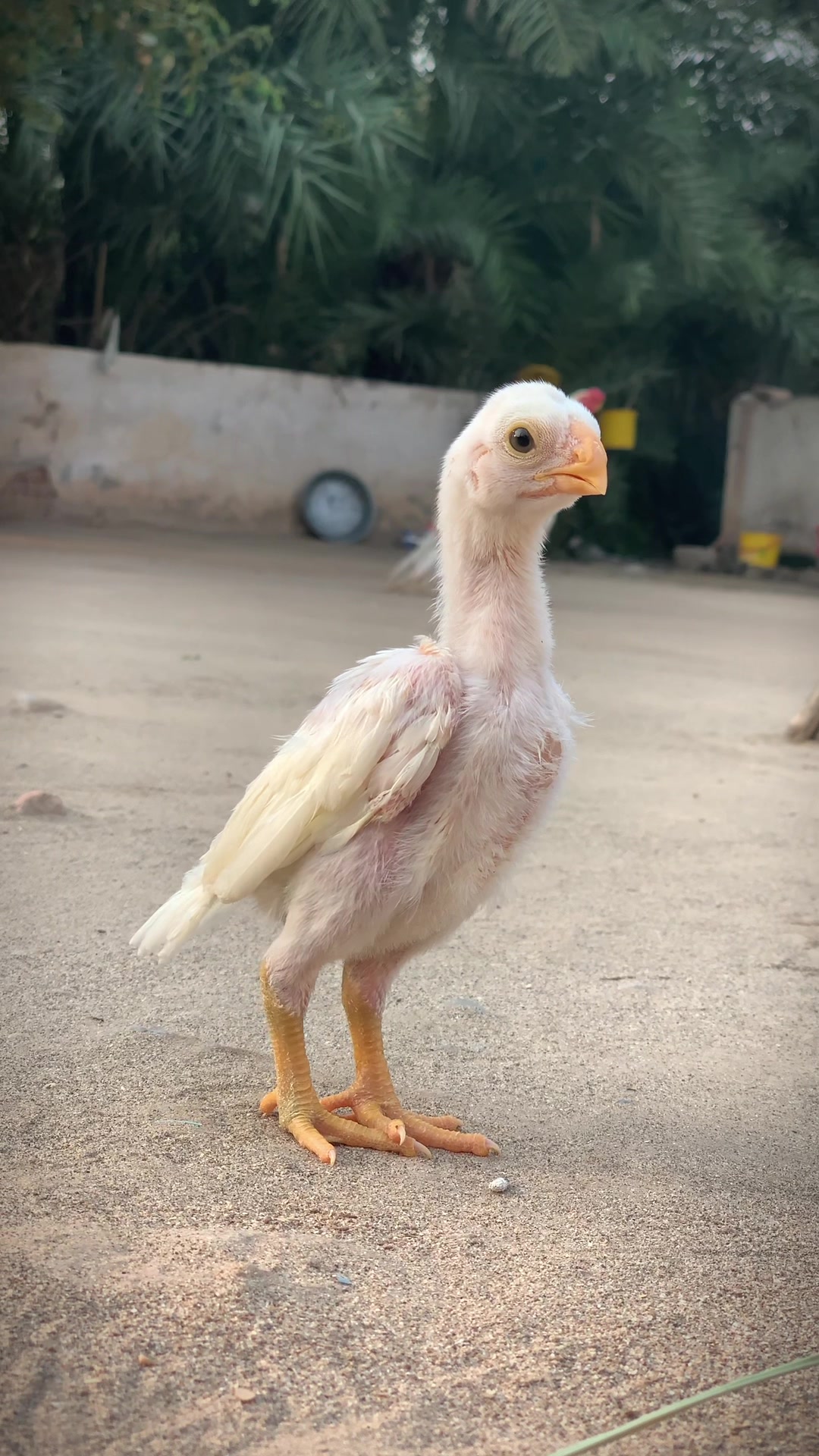 @Birds_Goat