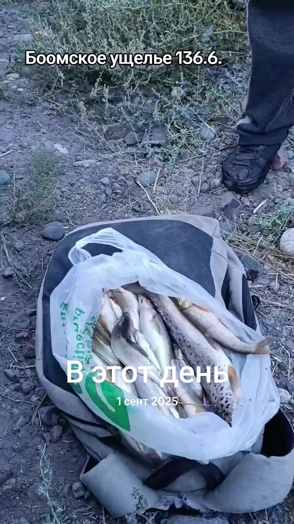 @Джонсон Боомский