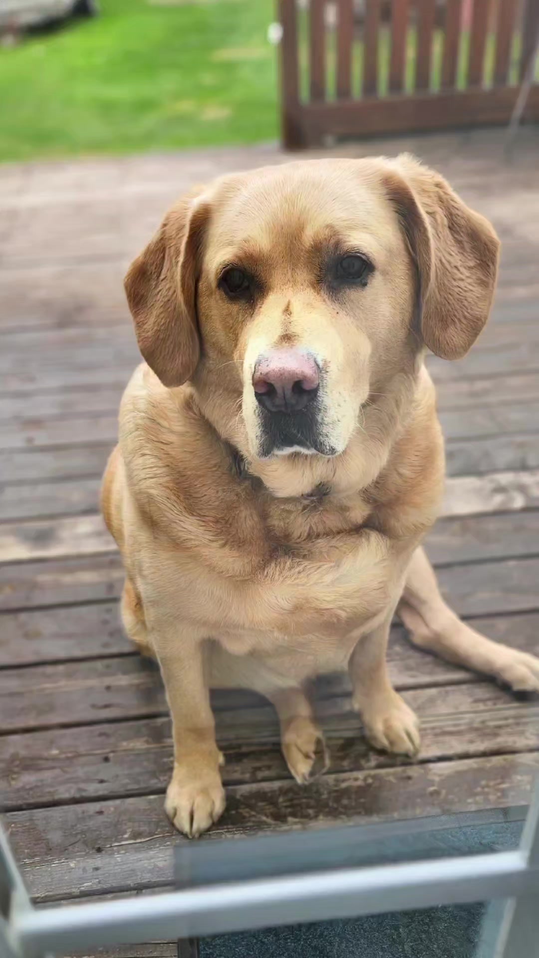 @Dogmom