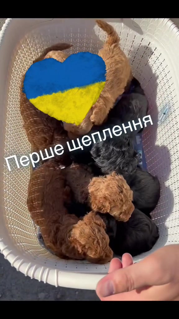 @Puppy’s Maltipoo Kiev