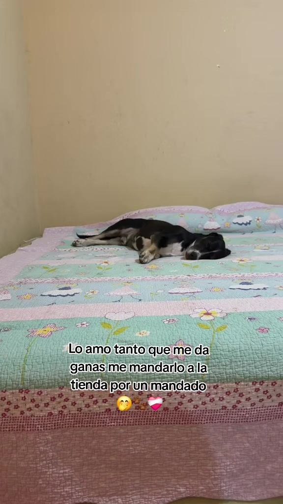 @Thor y Linda 🐾🐕❤️