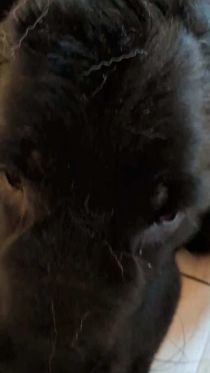 @大型犬3頭&小型老犬4頭多頭飼いの生活
