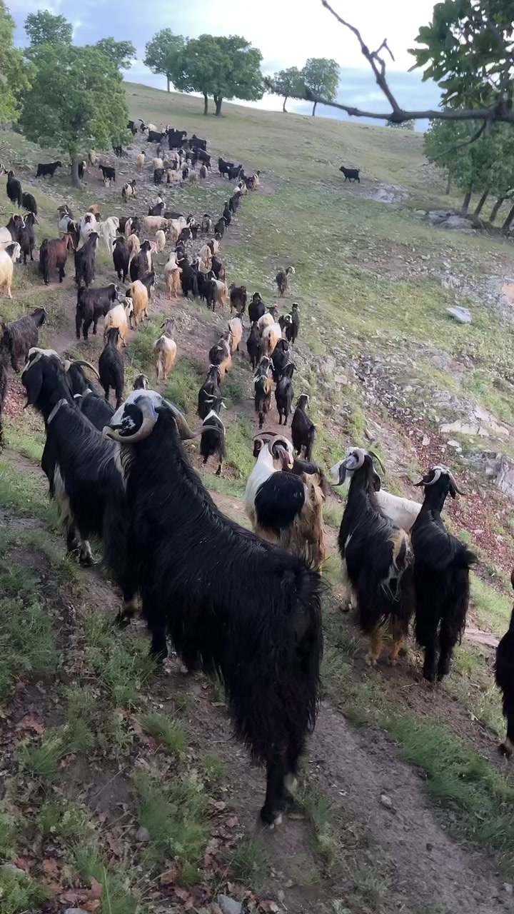 @Gazi.sarıkaya