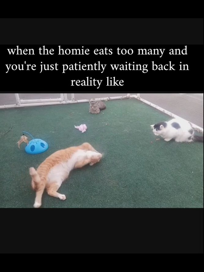 @Satan Kitty