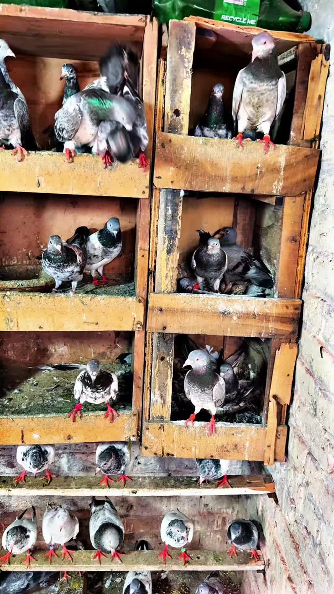 @Lahore Pigeon