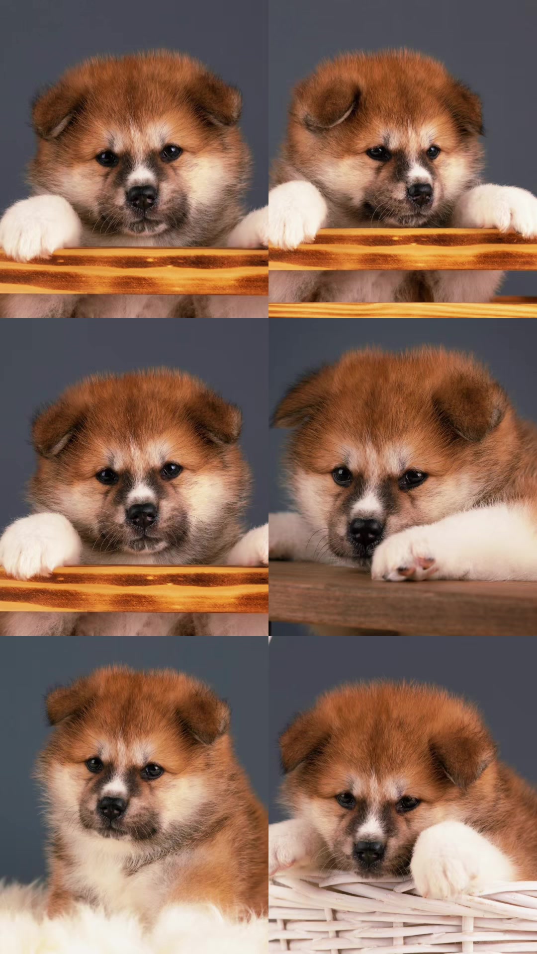 @oh_myakita