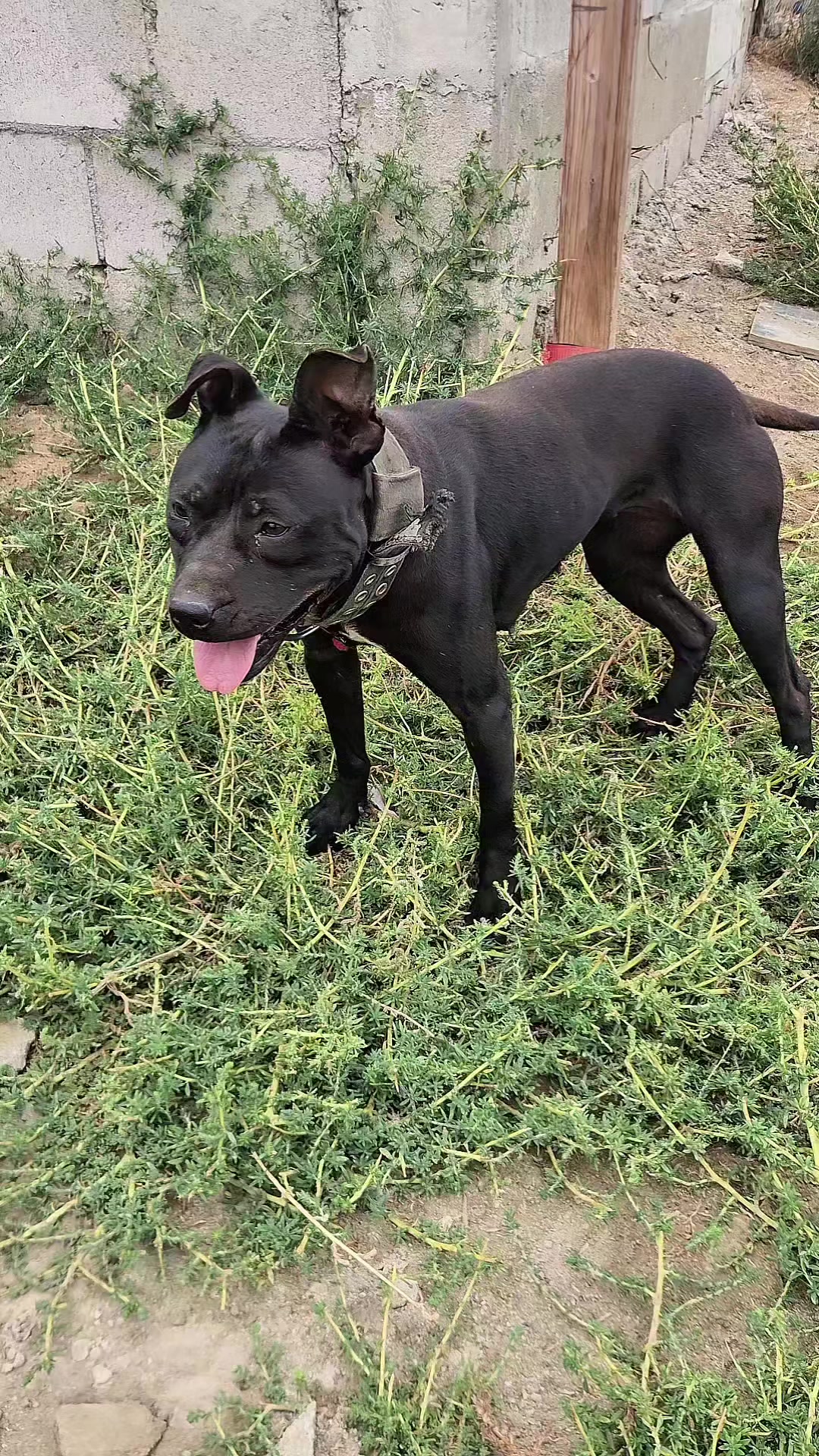 @hecttor