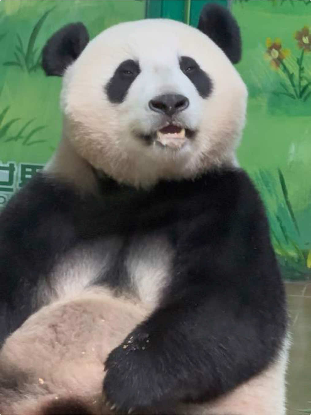 @熊猫妹珠🐼