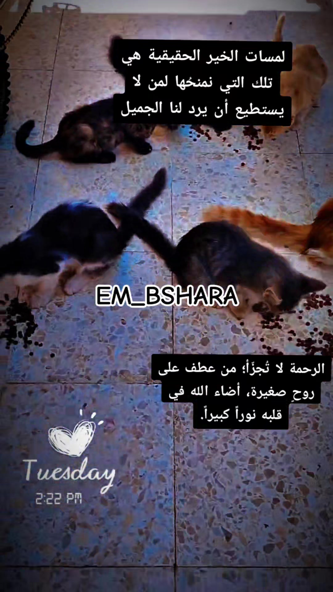 @🖌️🎨أم بشارة 🖌️🎨