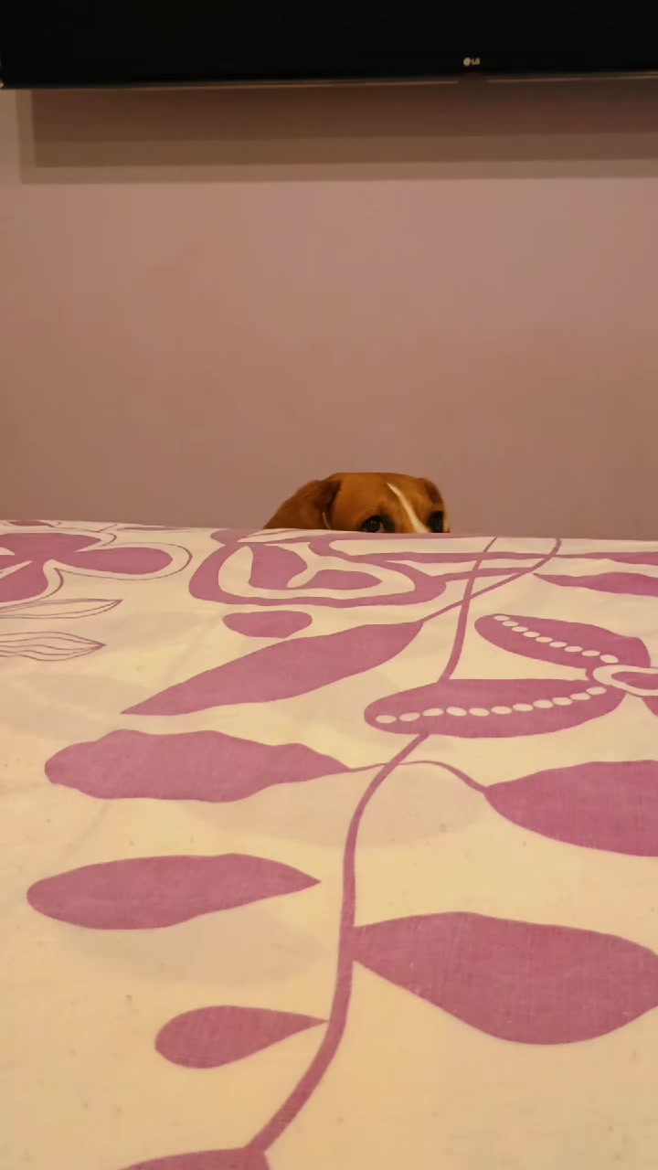 @Бигль Сэм и его семья.