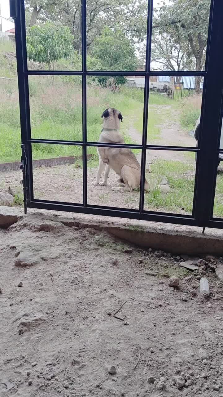 @mexcarsdraw