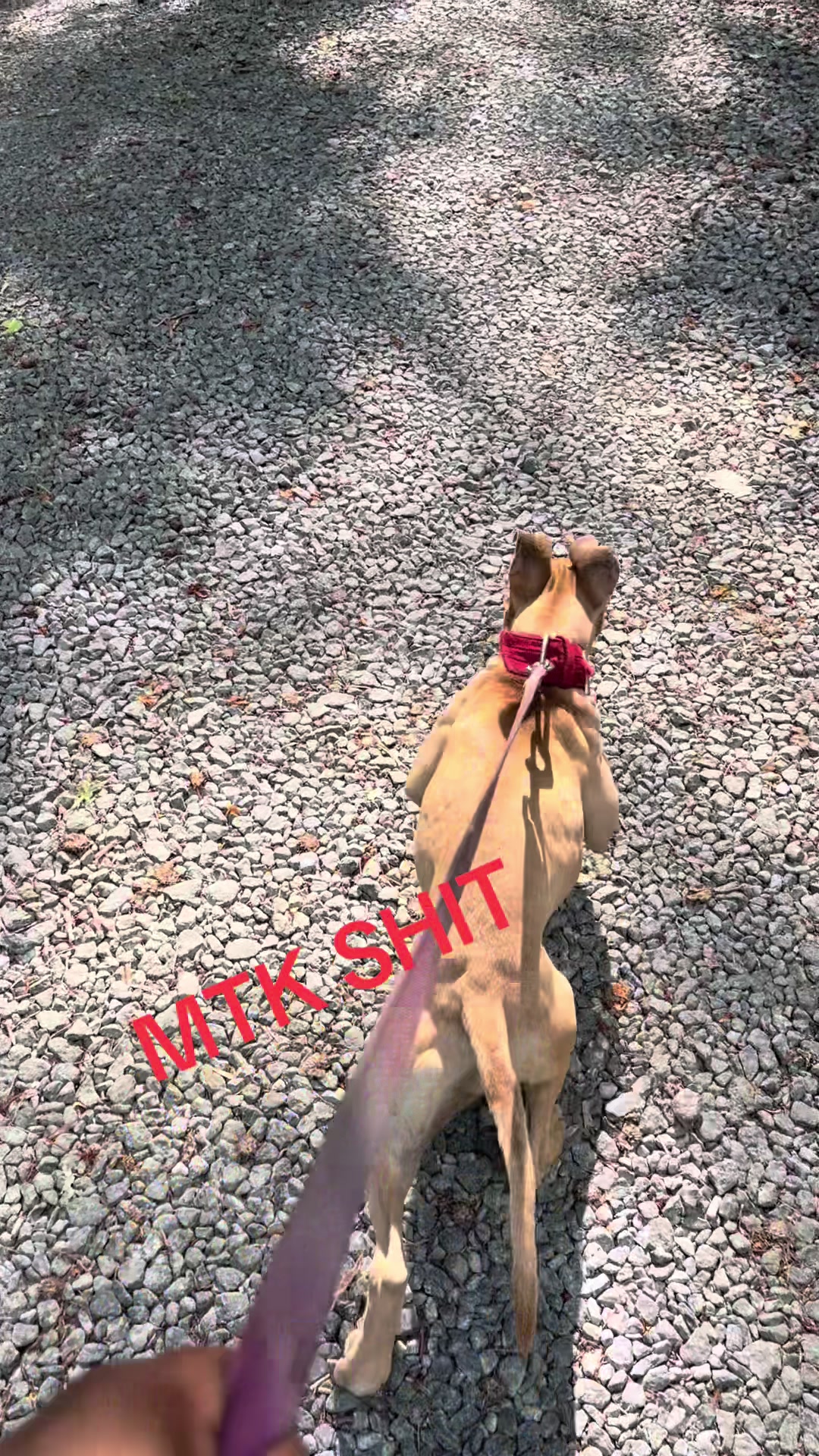 @MoneyTalkKennels