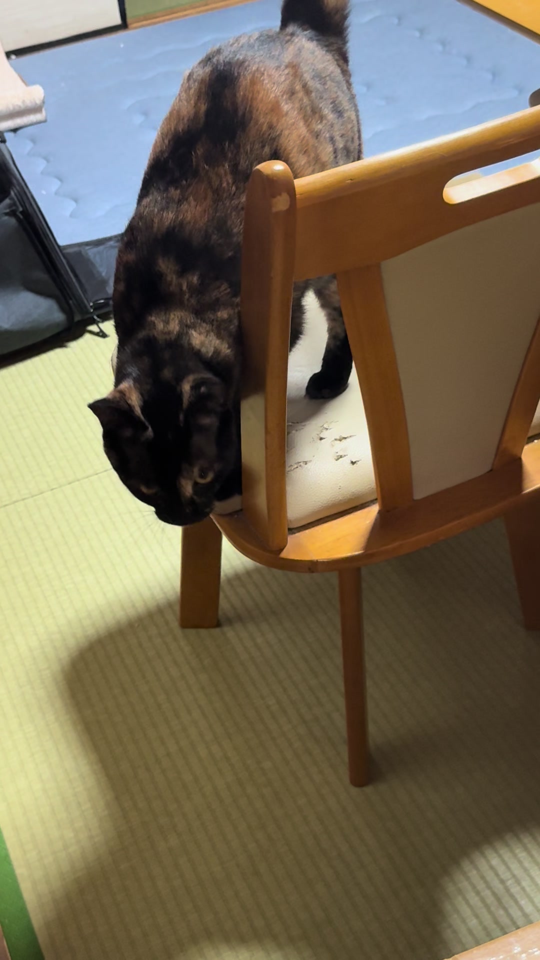 @黒猫兄弟ココピー&カリン