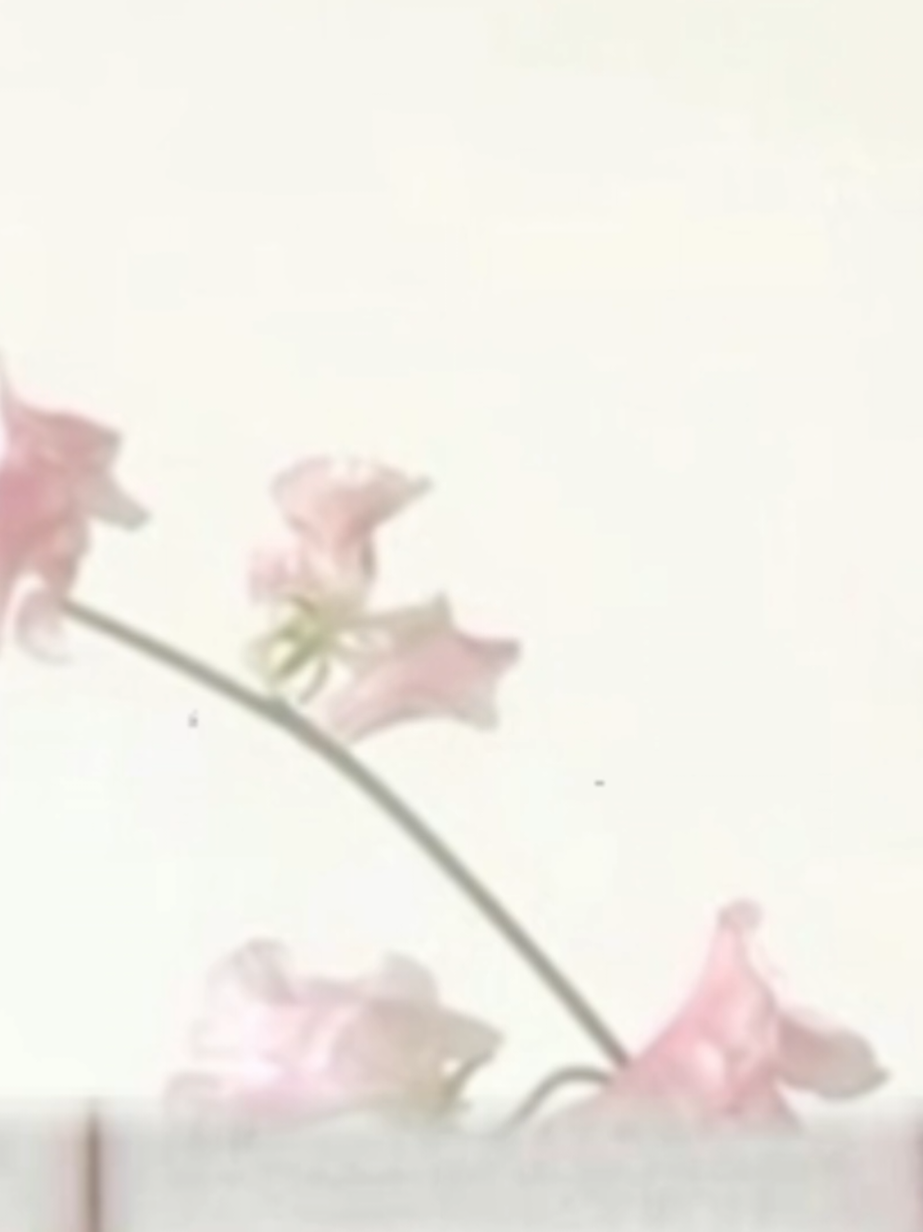 @౧͟౧᪲ 𝓒𝗵𝗮𝗲 ❤︎ᩙ