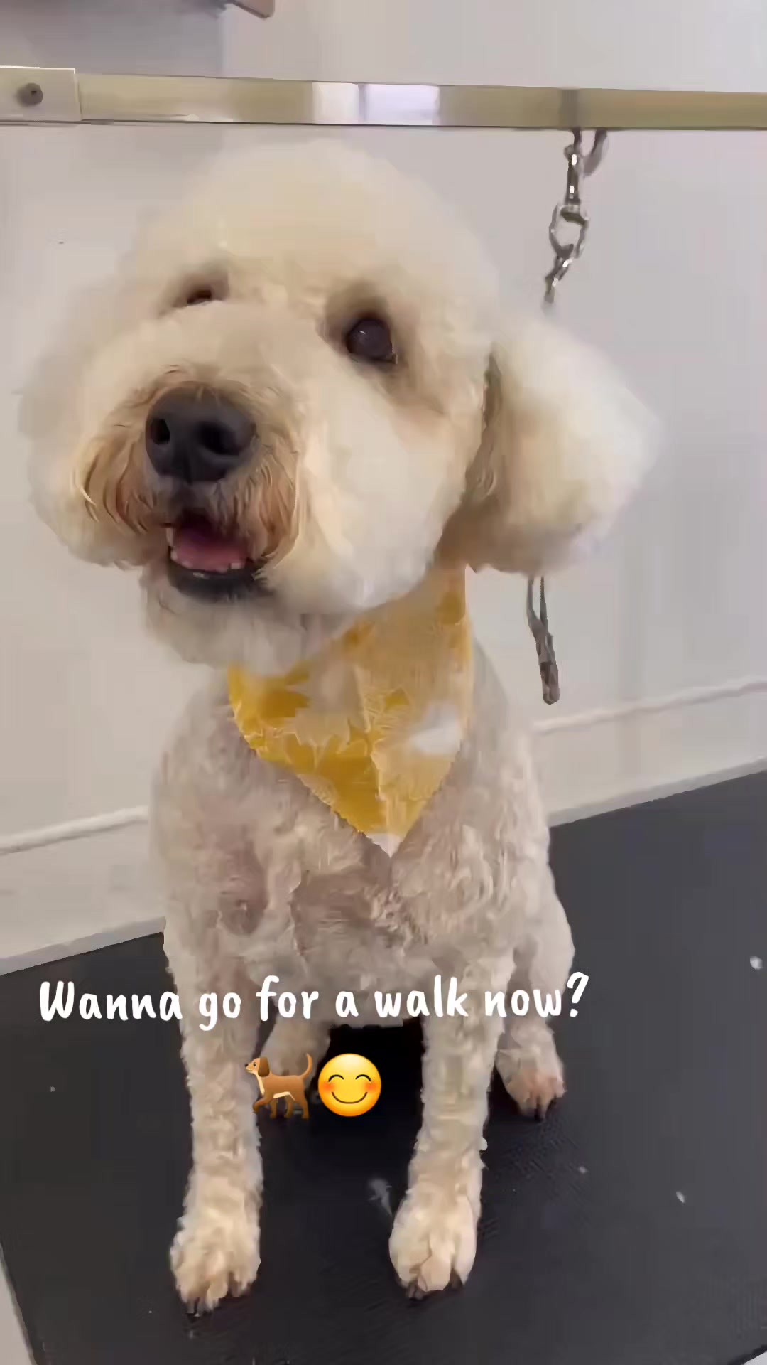 @Maru Maru Pet Services